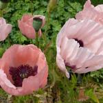 Papaver orientale 'Prinzessin Victoria Louise' - Oosterse papaver - Papaver orientale 'Prinzessin Victoria Louise'