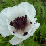 Papaver orientale 'Snow Goose' - Oosterse papaver