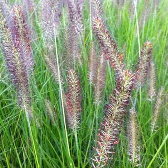 Pennisetum alopecuroides 'Cassian'