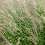 Pennisetum alopecuroides 'Herbstzauber' - Lampenpoetsersgras