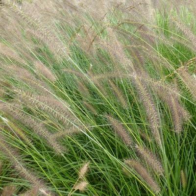 Lampenpoetsersgras - Pennisetum alopecuroides 'Herbstzauber'