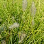 Pennisetum alopecuroides 'JS Jommenik' - Lampepoetsergras