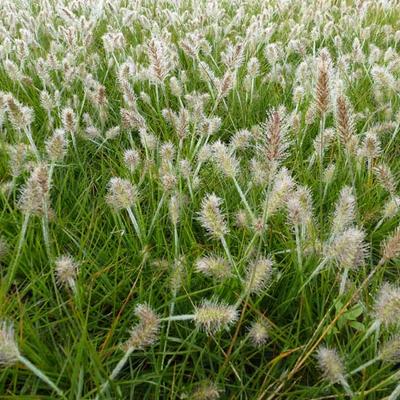 Pennisetum alopecuroides 'Little Bunny' - Lampepoetsersgras