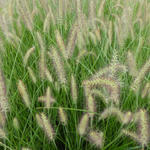 Pennisetum alopecuroides 'Magic' - Lampenpoetsersgras - Pennisetum alopecuroides 'Magic'