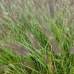 Pennisetum alopecuroides 'Moudry' - Lampenpoetsersgras