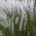 Lampenpoetsersgras - Pennisetum orientale