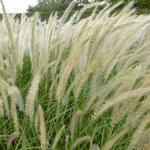 lampenpoetsergras - Pennisetum orientale 'Fairy Tails'