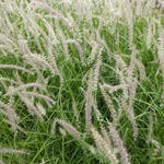 Pennisetum orientale 'Tall Tails' - Lampenpoetsersgras