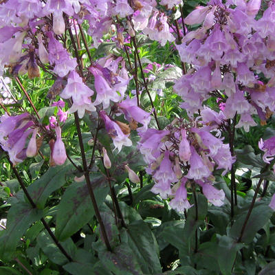 Slangekop - Penstemon digitalis 'Pocahontas'