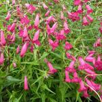 Penstemon 'Andenken an Friedrich Hahn' - Slangekop