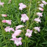 Penstemon  digitalis 'Apple Blossom' - Slangekop