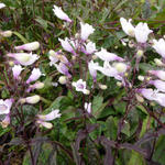 Penstemon - Slangekop