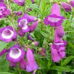 Penstemon 'Purple Passion' - Slangekop - Penstemon 'Purple Passion'