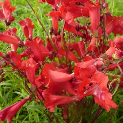 Penstemon 'Schoenholzeri' - Slangekop