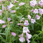 Penstemon 'Sour Grapes' - Slangekop