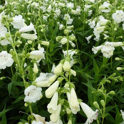 Schildpadbloem - Penstemon 'White Bedder'