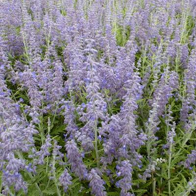 Perovskia atriplicifolia 'Lacey Blue' - Russische salie