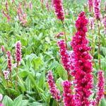 Persicaria affinis 'Darjeeling Red' - Duizendknoop