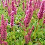 Persicaria affinis 'Kabouter' - Duizendknoop