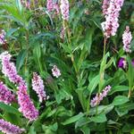 Persicaria affinis 'Superba' - Duizendknoop