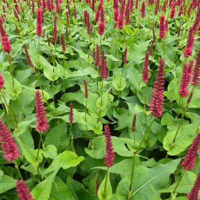 Persicaria amplexicaulis 'Blackfield' - Duizendknoop