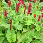 Persicaria amplexicaulis 'Bonfire' - Duizendknoop