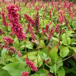 Persicaria amplexicaulis 'Dikke Floskes' - Duizendknoop