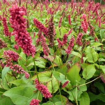 Persicaria amplexicaulis 'Dikke Floskes'