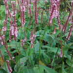 Persicaria amplexicaulis 'Fascination' - Duizendknoop