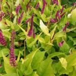 Persicaria amplexicaulis 'Golden Arrow' - Duizendknoop