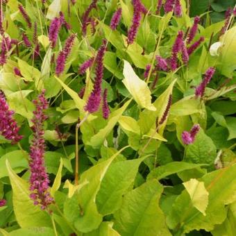 Persicaria amplexicaulis 'Golden Arrow'