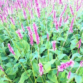 Persicaria amplexicaulis 'High Society'