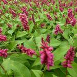 Persicaria amplexicaulis 'Inverleith' - Duizendknoop