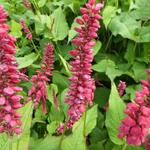 Persicaria amplexicaulis 'JS Caliente' - Duizendknoop