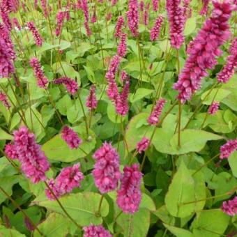 Persicaria amplexicaulis 'Lisan'