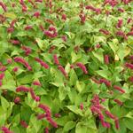 Persicaria amplexicaulis var. pendula - Duizendknoop