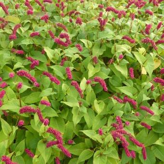 Persicaria amplexicaulis var. pendula