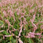 Persicaria amplexicaulis 'Pink Elephant' - Duizendknoop