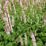 Duizendknoop - Persicaria amplexicaulis 'Rosea'