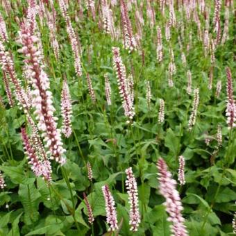 Persicaria amplexicaulis 'Rosea'