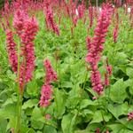 Duizendknoop - Persicaria amplexicaulis 'Speciosa'