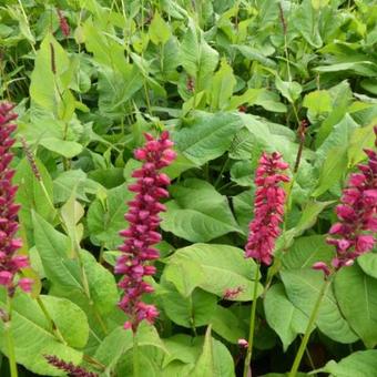 Persicaria Amplexicaulis 'Taurus'