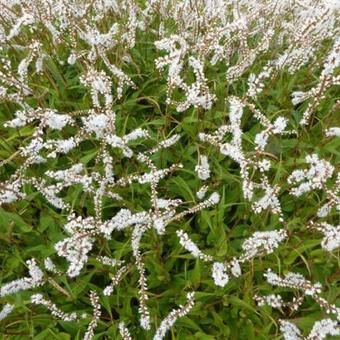 Persicaria amplexicaulis 'White Eastfield'