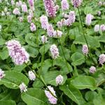 Persicaria bistorta - Adderwortel - Persicaria bistorta