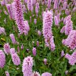 Persicaria bistorta 'Hohe Tatra' - Adderwortel