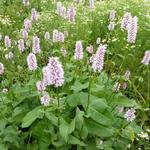 Adderwortel - Persicaria bistorta 'Superba'