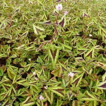 Persicaria microcephala 'Purple Fantasy'