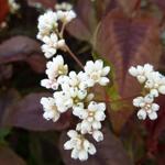 Persicaria microcephala 'Red Dragon' - Duizendknoop