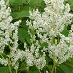 Persicaria polymorpha - Duizendknoop (veelvormige)