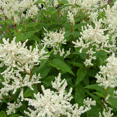 Duizendknoop (veelvormige) - Persicaria polymorpha 'Johanniswolke'